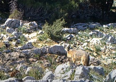 Na Kornatih domačini v smrtnem strahu pred šakali, ki so se množično razpasli – kako bo s turizmom?