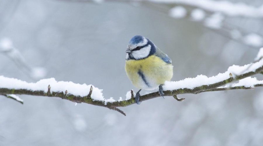 Pomladne temperature že trkajo na vrata: vremenoslovci napovedujejo ... (foto: Profimedia)