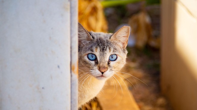 Na Gorenjskem izginjajo mačke (domačini sumijo, kaj se dogaja) (foto: Profimedia)