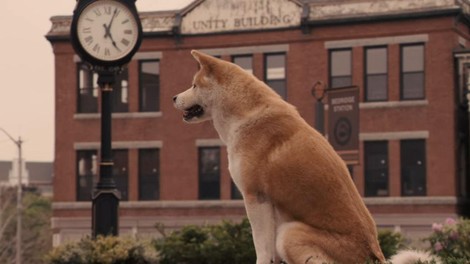 živali pes film pasji film Hachiko