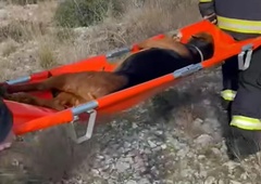 Gasilci reševali psa, ki je skušal preskočiti ograjo, a je na njej obvisel (pozor, šokantni posnetki!)