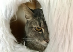 Zakaj moja mačka ne mara drugih mačk?