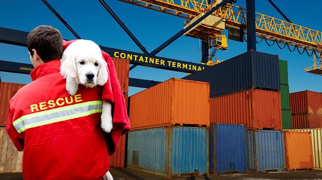 Delavci v pristanišču doživeli šok: med 10.000 ladijskimi zabojniki so zaslišali pasje lajanje (foto: Profimedia/fotomontaža)