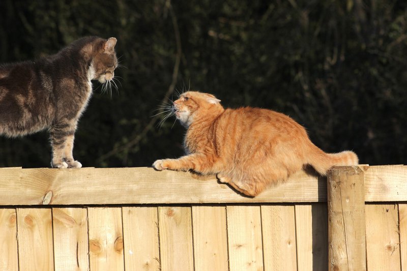 Nekatere mačke celo življenje spremlja travma iz mladosti, ki se lahko kaže tudi kot strah pred drugimi mačkami.