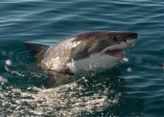 Smrtonosni napadi morskih psov so se močno povečali (kaj se dogaja?)