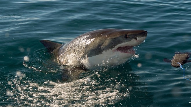 Smrtonosni napadi morskih psov so se močno povečali (kaj se dogaja?) (foto: Profimedia)