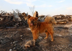 Prizori groze in opustošenja: obsežen požar zahteval že več kot 100 smrtnih žrtev (FOTO&VIDEO)
