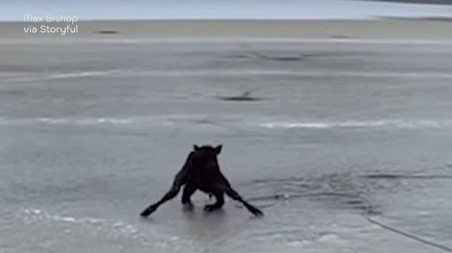 Teliček obtičal sredi zamrznjenega jezera – poglejte, kaj je naredil moški … (foto: Youtube/posnetek zaslona)