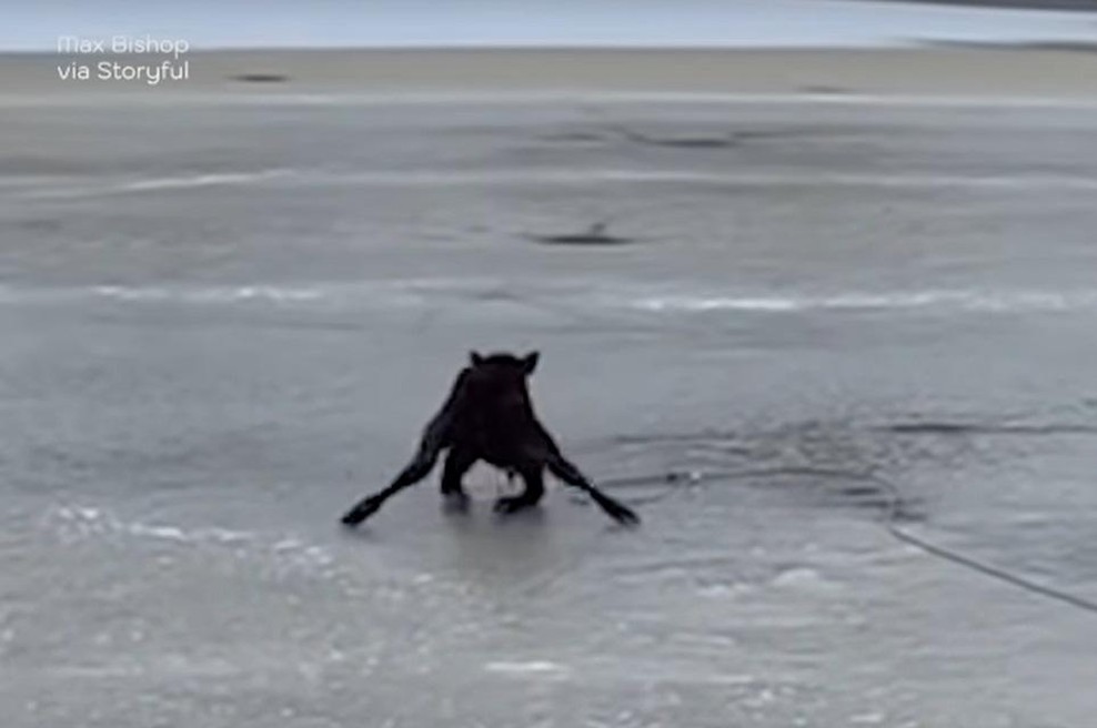 Teliček obtičal sredi zamrznjenega jezera – poglejte, kaj je naredil moški … (foto: Youtube/posnetek zaslona)