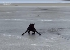 Teliček obtičal sredi zamrznjenega jezera – poglejte, kaj je naredil moški …