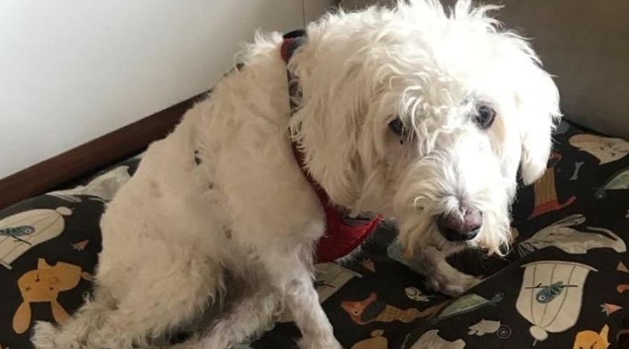 Seniorčku Pepiju zadnje nogice ne delajo več, a odslej spet teče po poteh, kjer je tekel včasih (VIDEO) (foto: Tačke na kolesih/Facebook)