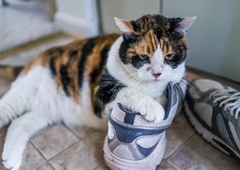 Priznani slovenski veterinarji opozarjajo na pogosto spregledano zdravstveno težavo pri ljubljenčkih