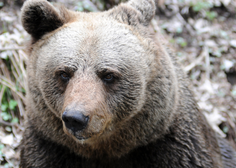 Usmrtili mladega medveda, ker naj bi bil nevaren za ljudi (rad se je gibal v njihovi bližini)