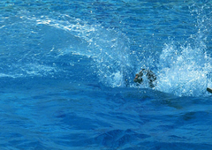 Nesreča na bazenu v Hrastniku: 5-letnik na plavalnem tečaju skoraj utonil (kaj je šlo narobe?)