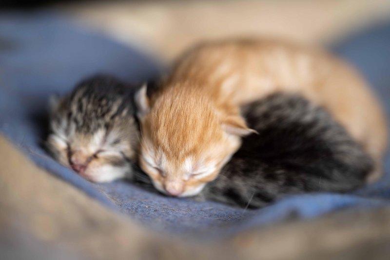 Ena nesterilizirana mačka lahko v nekaj letih sproducira ogromno mladičev.