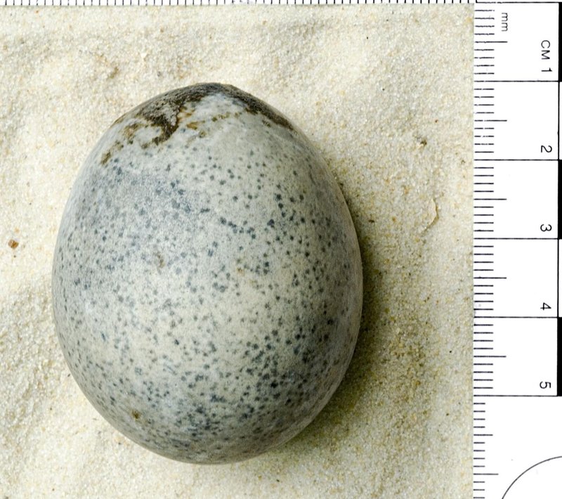Skoraj 2000 let staro jajce, ki so ga odkrili v Angliji.