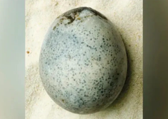 Neverjetno odkritje arheologov: našli 2000 let staro jajce, v njem pa ...