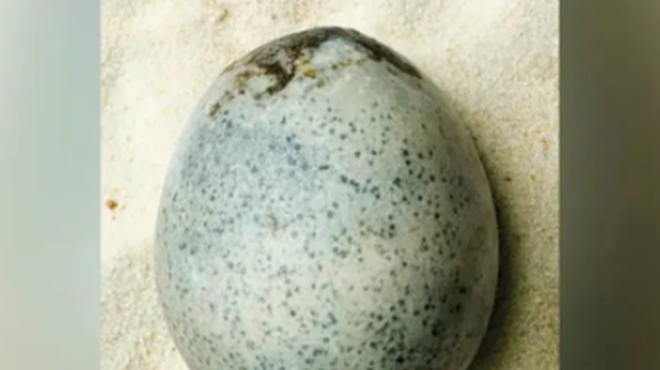 Neverjetno odkritje arheologov: našli 2000 let staro jajce, v njem pa ... (foto: Facebook/Oxford Archaeology)