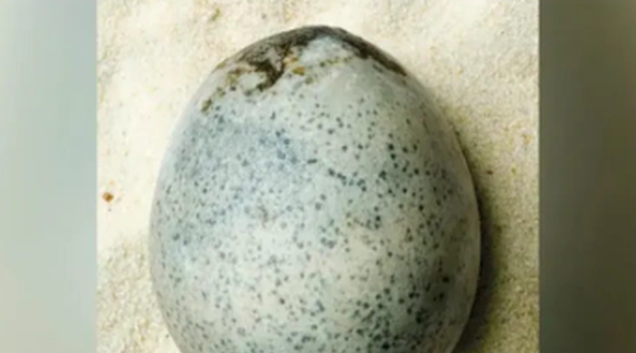 Neverjetno odkritje arheologov: našli 2000 let staro jajce, v njem pa ... (foto: Facebook/Oxford Archaeology)