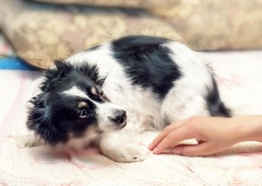 Nekatere pasje šole še vedno zagovarjajo pripomoček, ki ga imajo številni strokovnjaki za mučenje