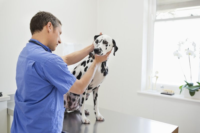 Obiski pri veterinarju niso poceni, so pa nujni.