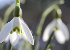 Razvajale nas bodo pomladne temperature, a že v naslednjih dneh ...
