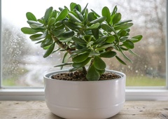 Rastlina sreče in denarja: 5 pomembnih nasvetov za vzgojo rastline, ki vam bo spremenila življenje