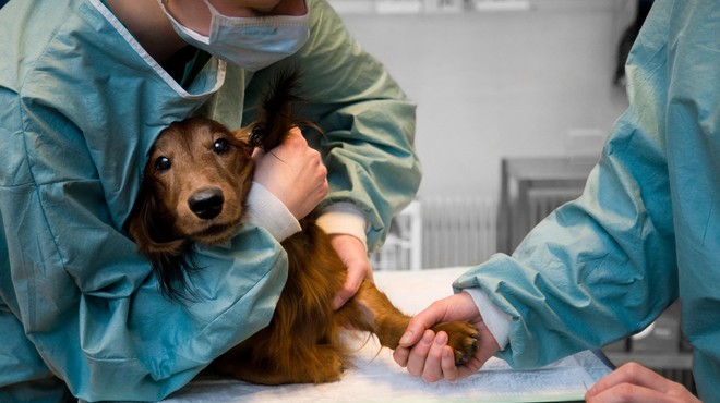 To so pasme psov, ki imajo največ možnosti, da zbolijo za rakom (foto: Profimedia)