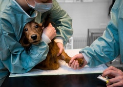 To so pasme psov, ki imajo največ možnosti, da zbolijo za rakom