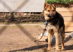 Še ena slovenska zgodba krute realnosti: lastniki umrli, svojci pa psa ustrelili na domačem dvorišču