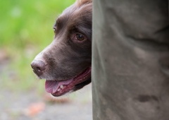 Moški sredi Maribora mučil psa, zdaj pa zavetišču grozi s smrtjo in ga želi nazaj …