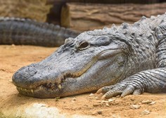 Neverjetno, kaj so v živalskem vrtu našli v aligatorjevem želodcu (krivi so obiskovalci)