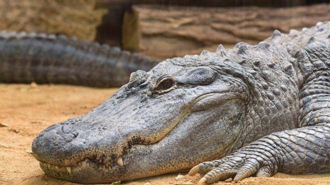 Neverjetno, kaj so v živalskem vrtu našli v aligatorjevem želodcu (krivi so obiskovalci) (foto: Profimedia)