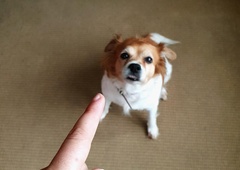 4 razlogi, zakaj nikoli ne smete kričati na vašega psa