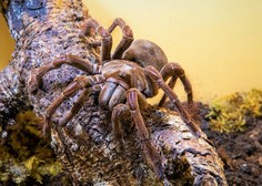 V Sloveniji na ogled največji pajek in najbolj strupen škorpijon na svetu (pa še marsikaj drugega)
