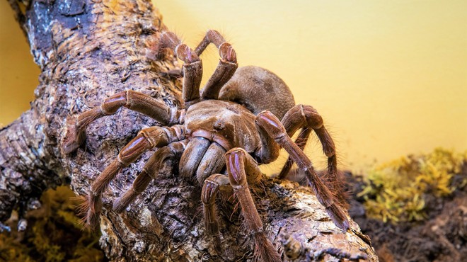 V Sloveniji na ogled največji pajek in najbolj strupen škorpijon na svetu (pa še marsikaj drugega) (foto: arhiv Saša Čotarja)