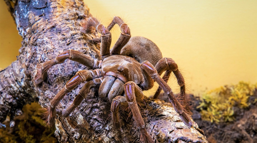 V Sloveniji na ogled največji pajek in najbolj strupen škorpijon na svetu (pa še marsikaj drugega) (foto: arhiv Saša Čotarja)