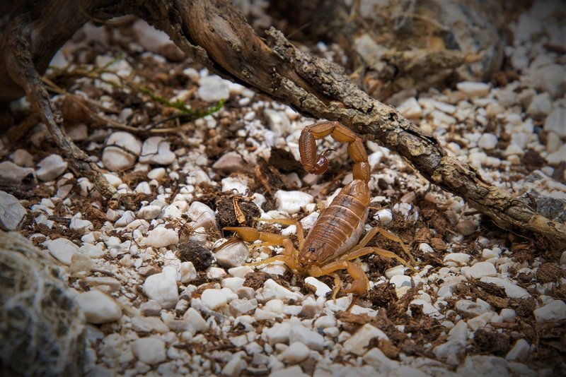 Si želite videti najbolj strupenega škorpijona na svetu?