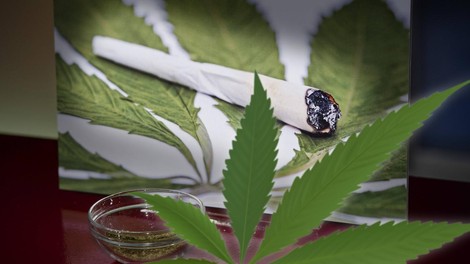 Nemčija legalizirala konopljo za osebno rabo (kaj to pomeni v praksi?)