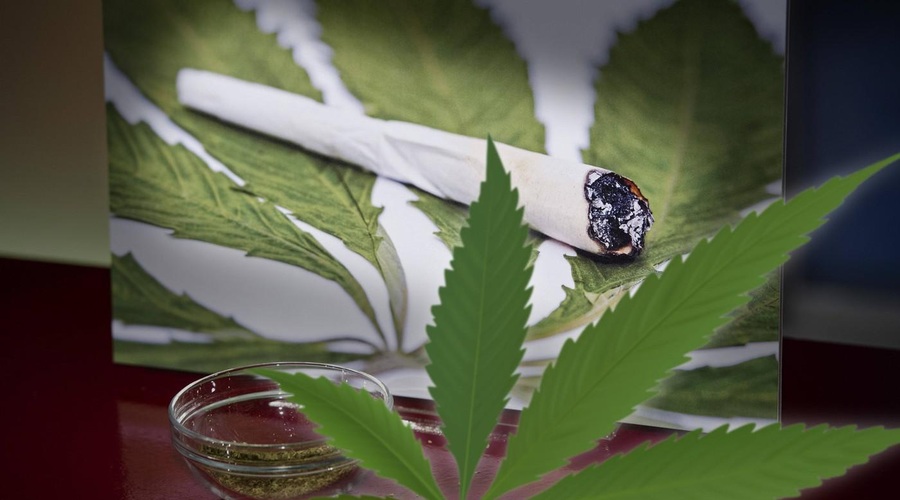 Nemčija legalizirala konopljo za osebno rabo (kaj to pomeni v praksi?) (foto: Profimedia)