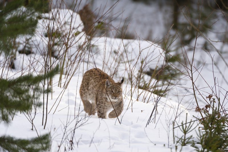 Projekt Life Lynx je risa izjemno približal ljudem.