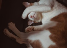 Ali veste, zakaj si mačke med spanjem s tačko pokrivajo obraz?
