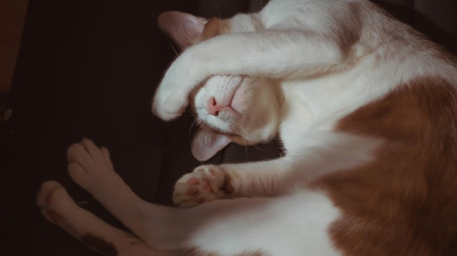 Ali veste, zakaj si mačke med spanjem s tačko pokrivajo obraz? (foto: Profimedia)