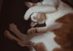 Ali veste, zakaj si mačke med spanjem s tačko pokrivajo obraz?