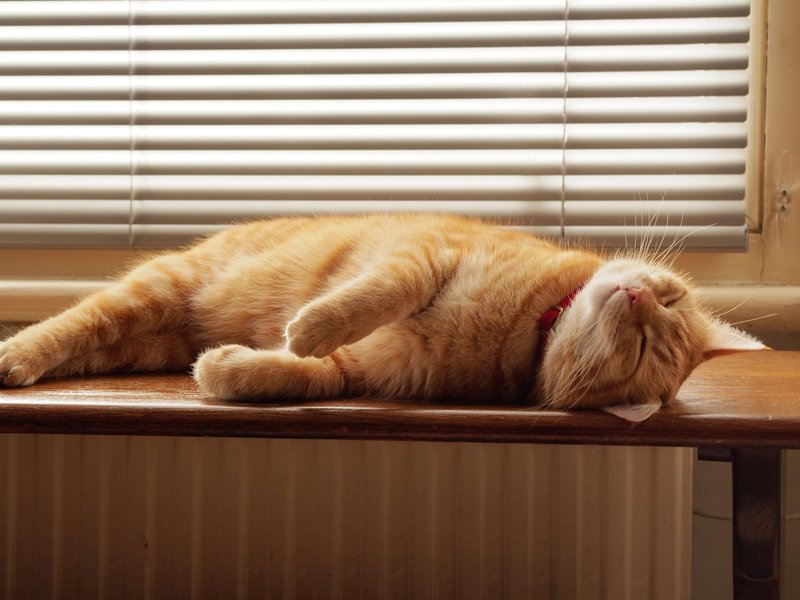 Vsak položaj mačjega spanja nekaj sporoča.