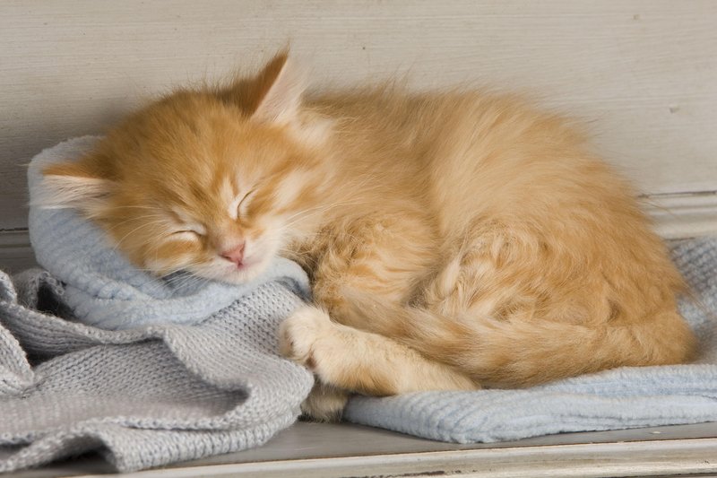 Je vaša mačka med spanjem sproščena ali v preži?