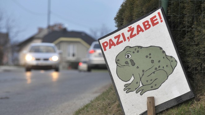 Preverite, kje morate voziti previdno: žabe na cesti! (foto: Bobo)