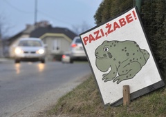 Preverite, kje morate voziti previdno: žabe na cesti!