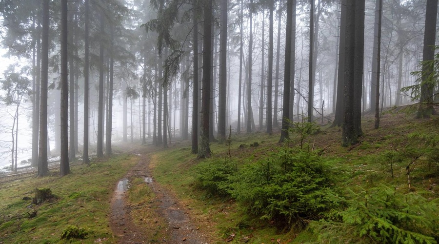 V gozdu našli nekaj, kar je presenetilo celo arheologe (foto: Profimedia)