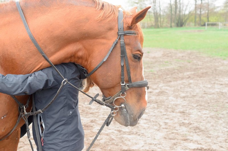 Konji čutijo čustveno stanje pri človeku